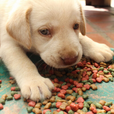 9 Healthy Feeding Tips For Puppies