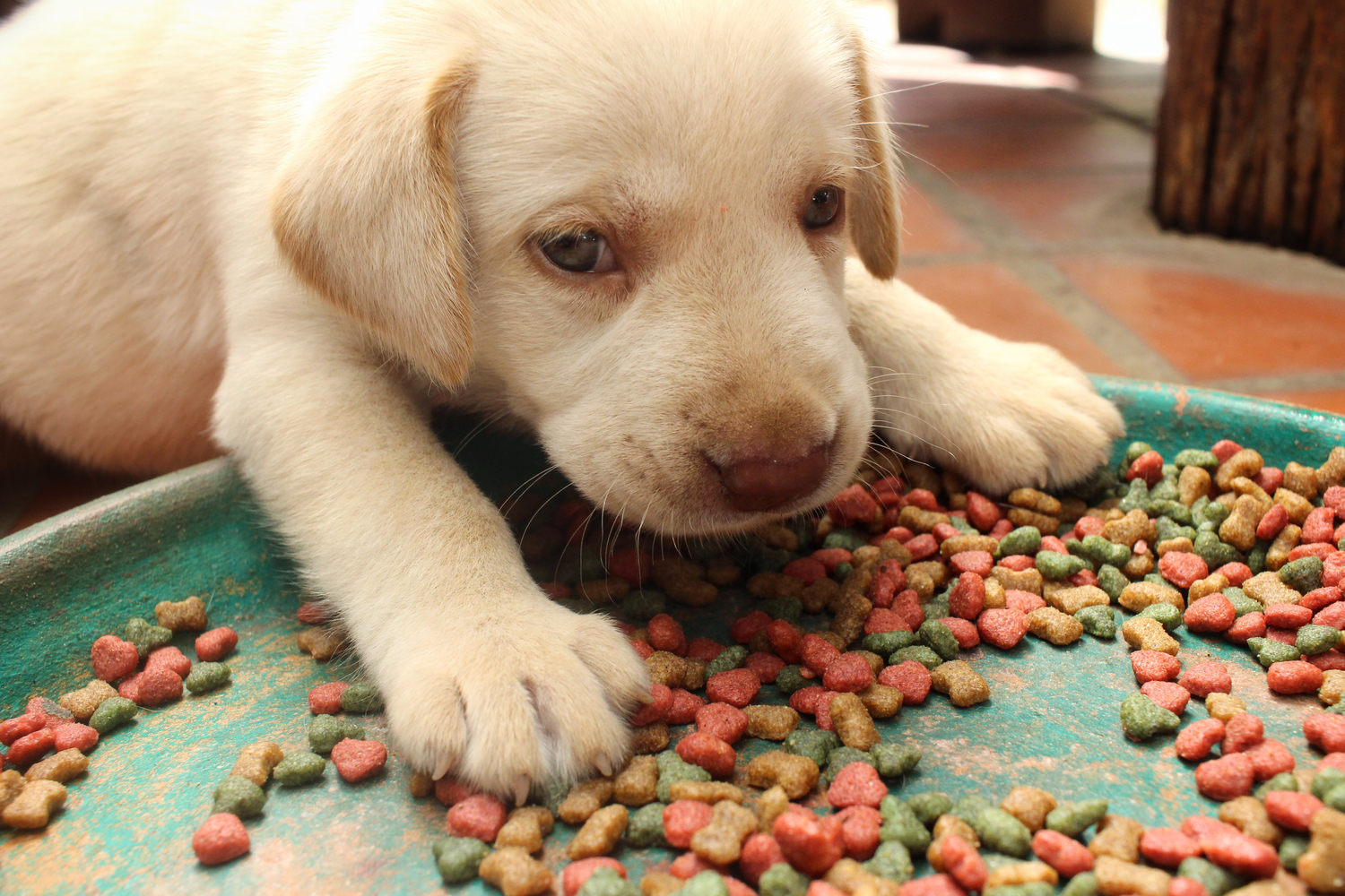 9 Healthy Feeding Tips For Puppies