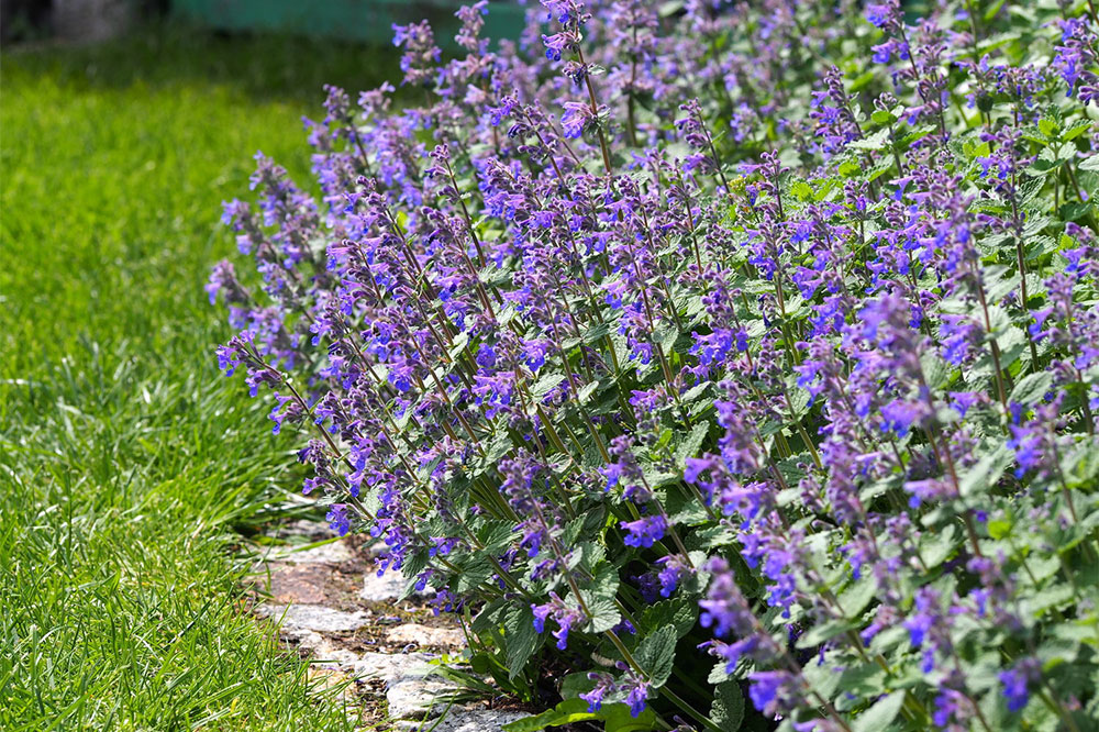 Cat-Friendly Flowering Plants