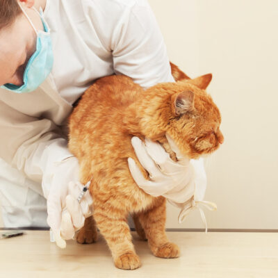 Diet Tips for Diabetes in Older Cats