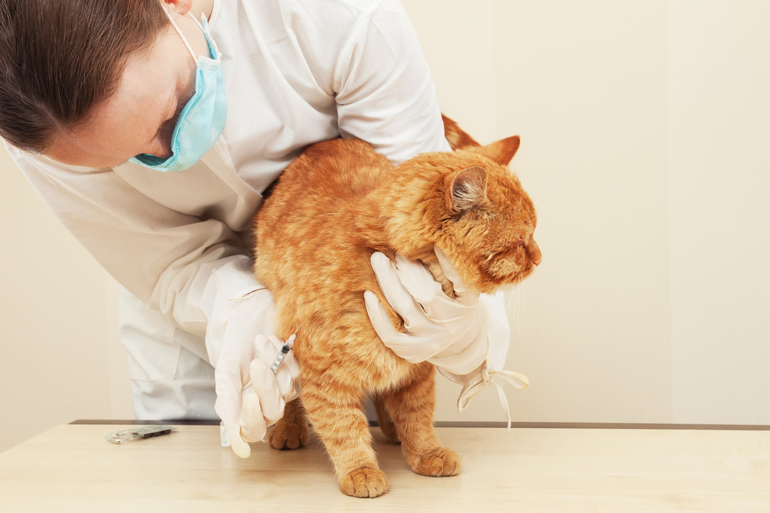 Diet Tips for Diabetes in Older Cats