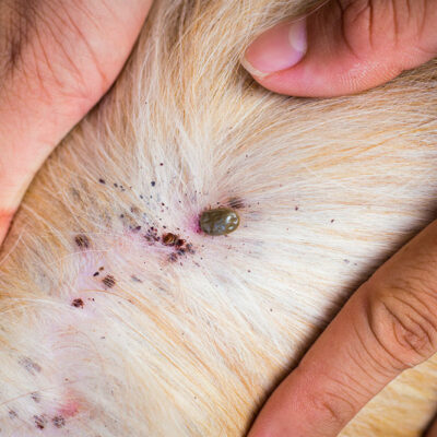 Natural Methods to Get Rid of Fleas and Ticks in Dogs