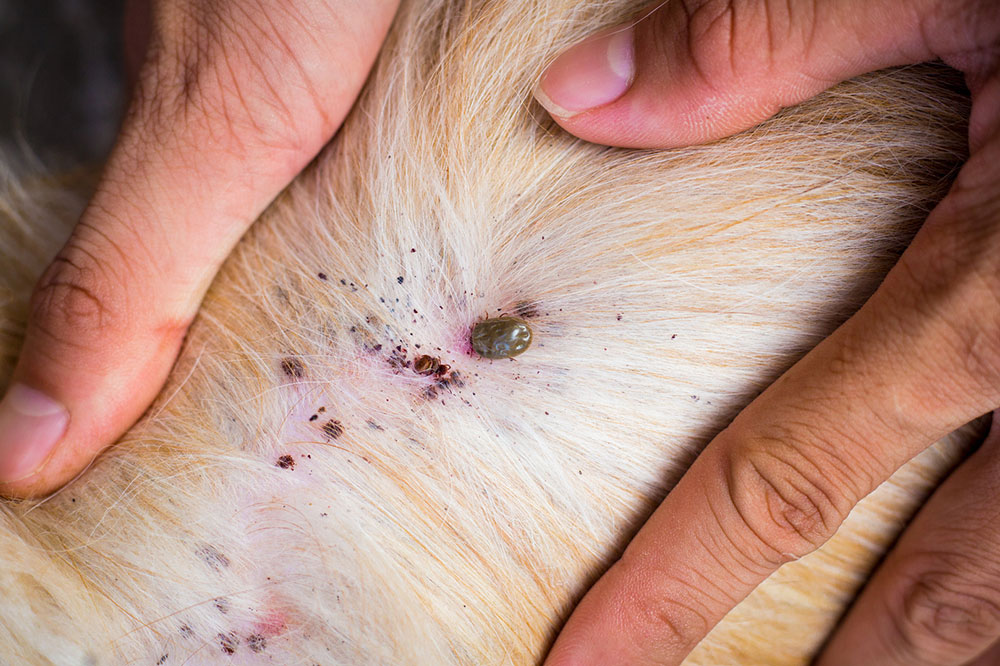 Natural Methods to Get Rid of Fleas and Ticks in Dogs