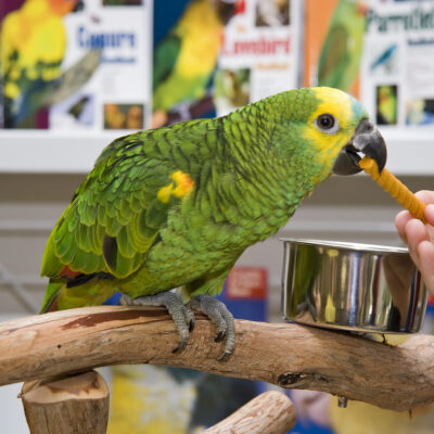 The Symptoms of Food Allergies in Pet Birds