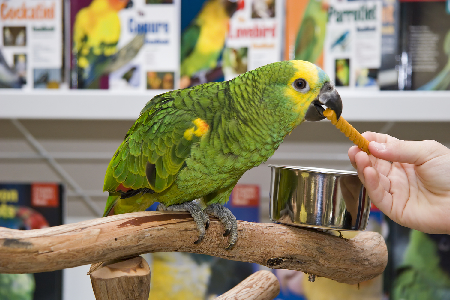 The Symptoms of Food Allergies in Pet Birds