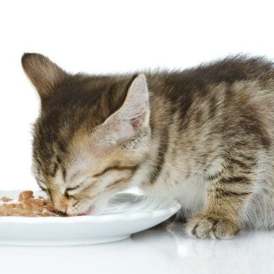 Tips for Healthy Cat Treats