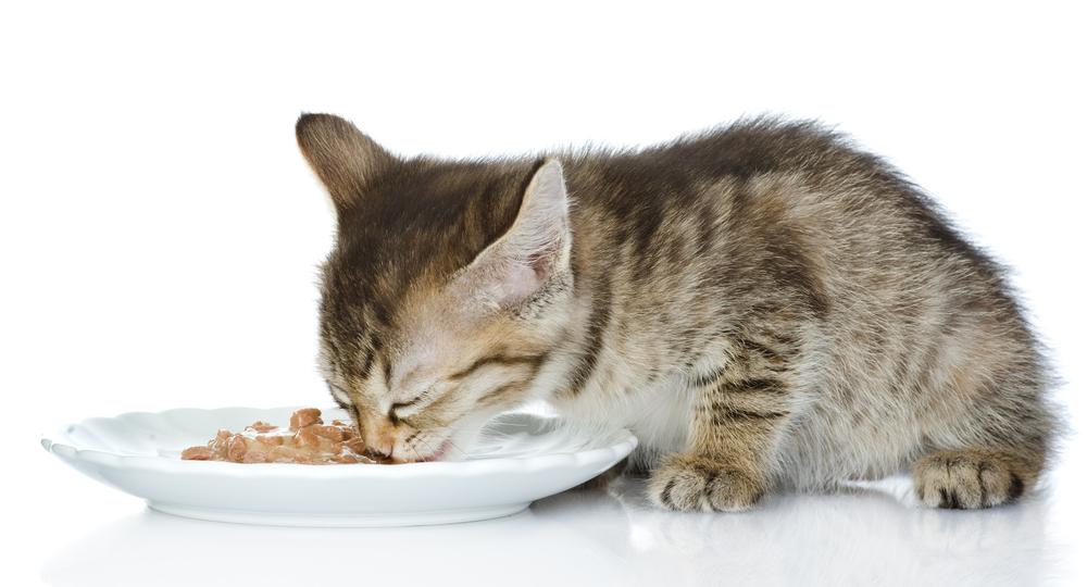 Tips for Healthy Cat Treats