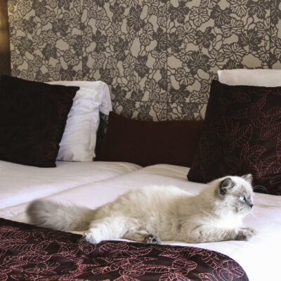 Travel Tips for Pet-Friendly Hotel Stays