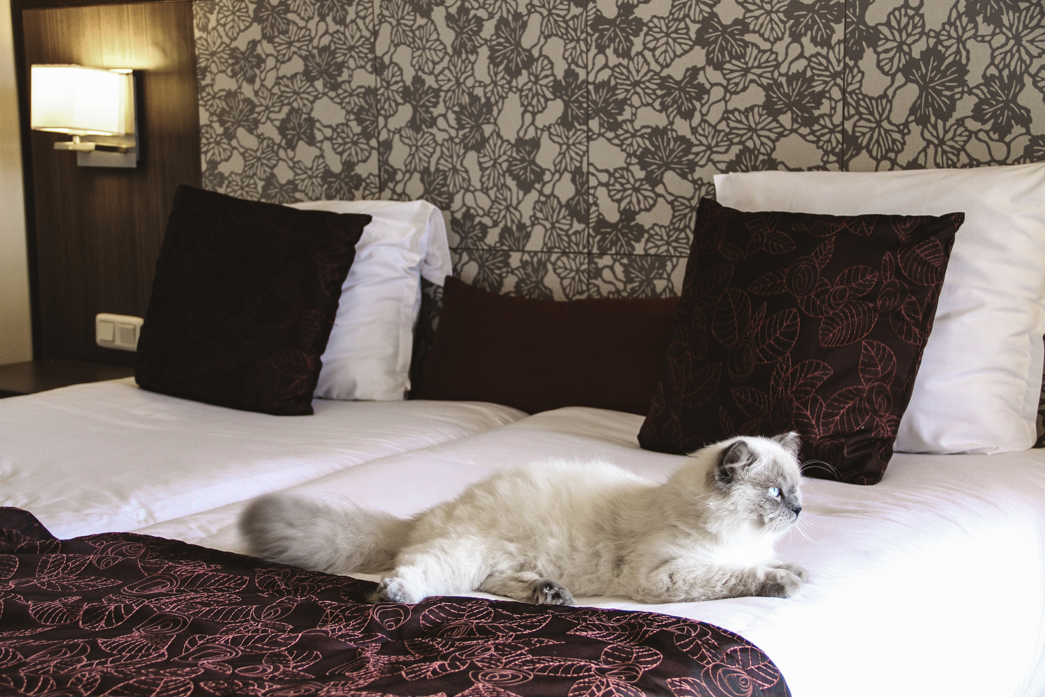 Travel Tips for Pet-Friendly Hotel Stays