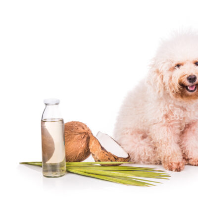 Ways to Use Essential Oils That Benefit Dogs