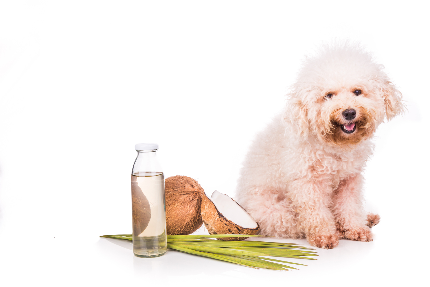 Ways to Use Essential Oils That Benefit Dogs