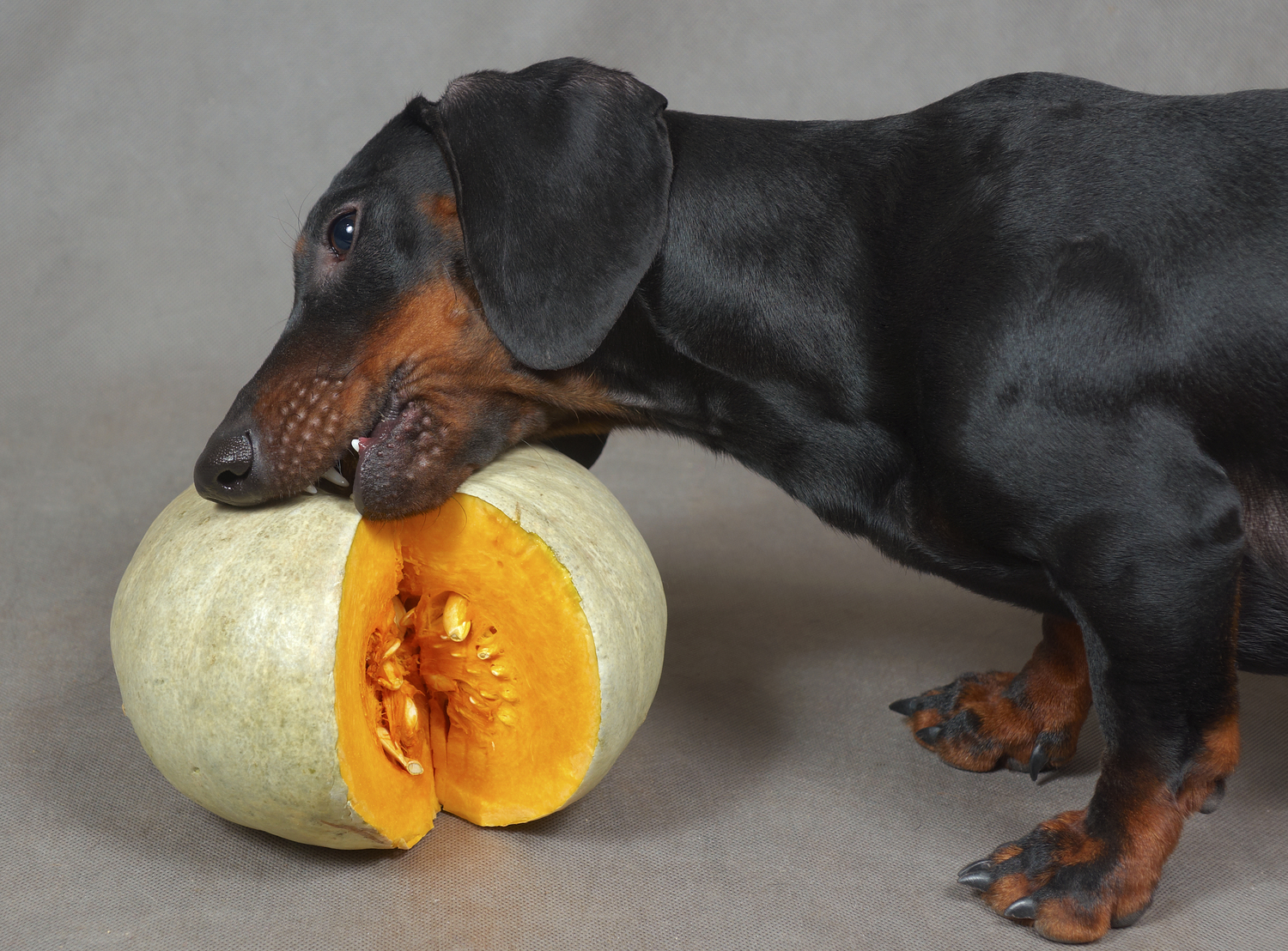 6 Human Foods That Are Safe For Dogs To Eat