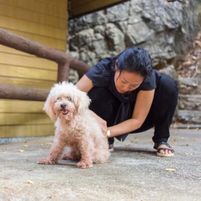 Flea Wars: 7 Smartest Way To Protect Pets This Season